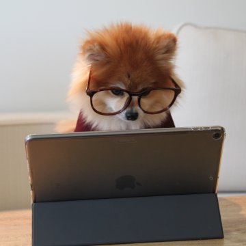 Dog looking at a computer with glasses on